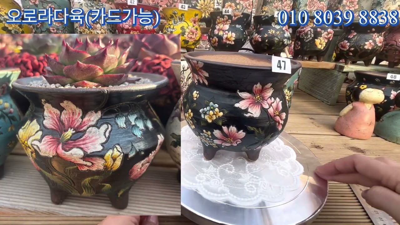 2026.1.2(금)오로라다육과 멋진 신상 수피아분과 시작하세요❤️