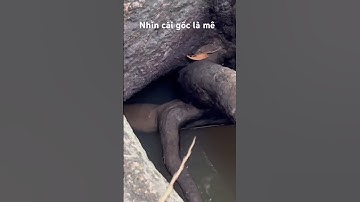 Câu cá rô gì mà ăn liên tục #câucárôđồng #thápmườiquêtôi #caucaro #câucárô