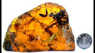 Ancient Chick Preserved in Amber, Feathers and All