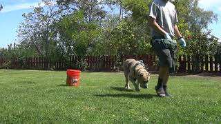 Teaching my dog how to go around an object.  - Day #2