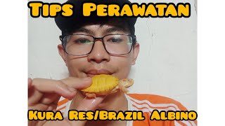 Tips Dan Perawatan Baby Kura Kura Res/Brazil Albino #turtle