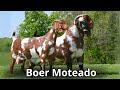 Raza caprina boer  variedad moteada