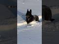 Жиротопка от Грома🤣 #зима #животные #вео #собака #овчарка #щенок #прогулка