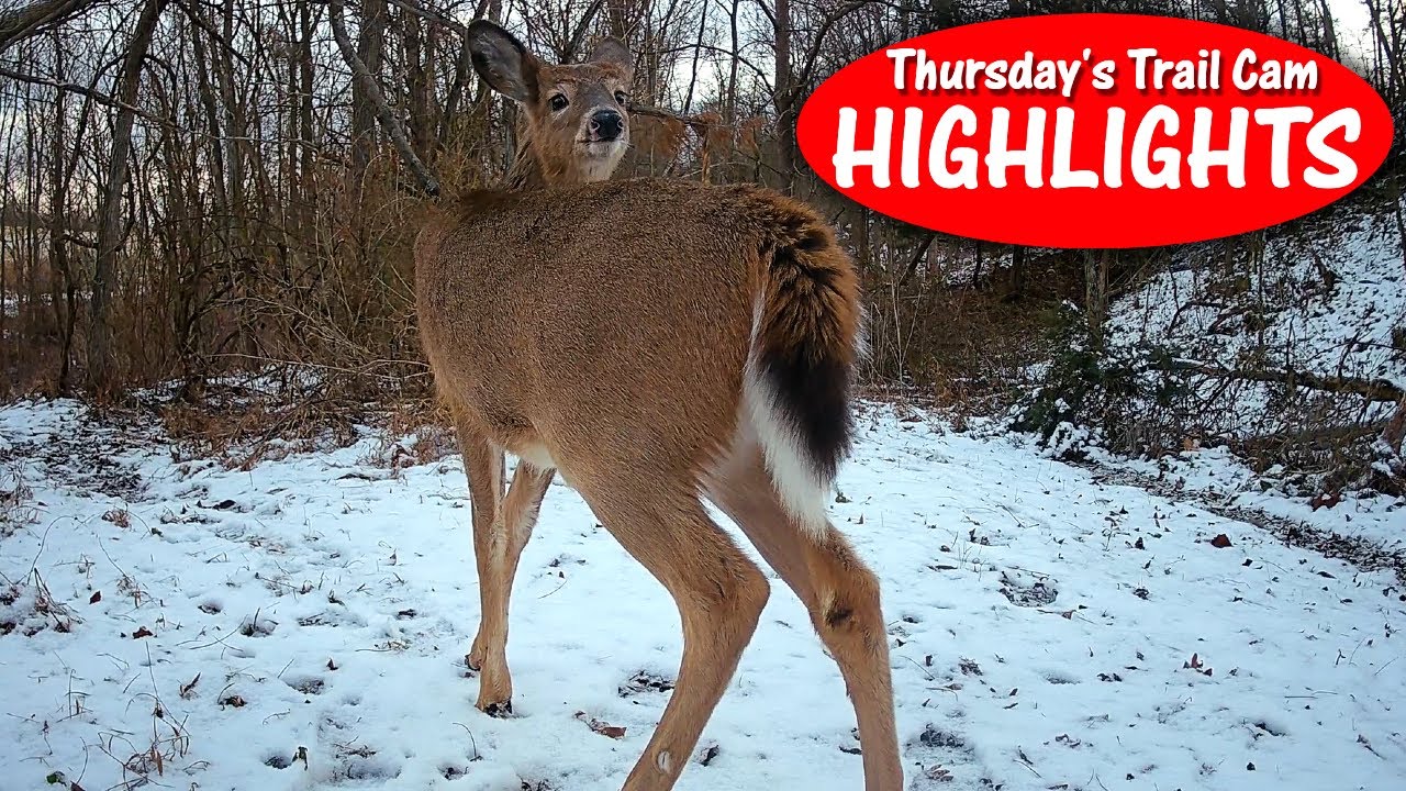 Frequent Flyer Owl, FAST Climbing Raccoon, and Snowy Deer: Thursday's Trail Cam Highlights: 2.2.23