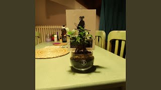 Samurai Bonsai