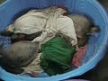Sea Turtles affected by cold water tempatures in Aransas Pass, TX.