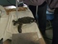 Sea Turtles affected by cold water tempatures in Aransas Pass, TX.