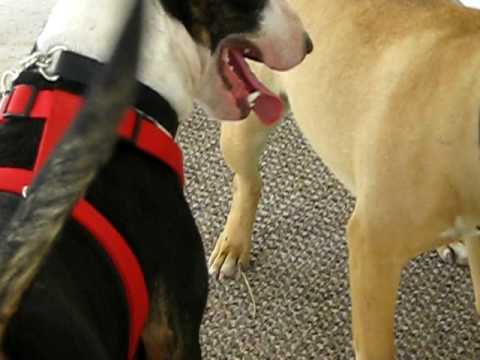 bull terriers playing and attempting to breed