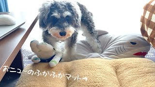 犬の新しいマットを買ったら3日目である変化が現れました｜ミニチュアシュナウザーのホイミ