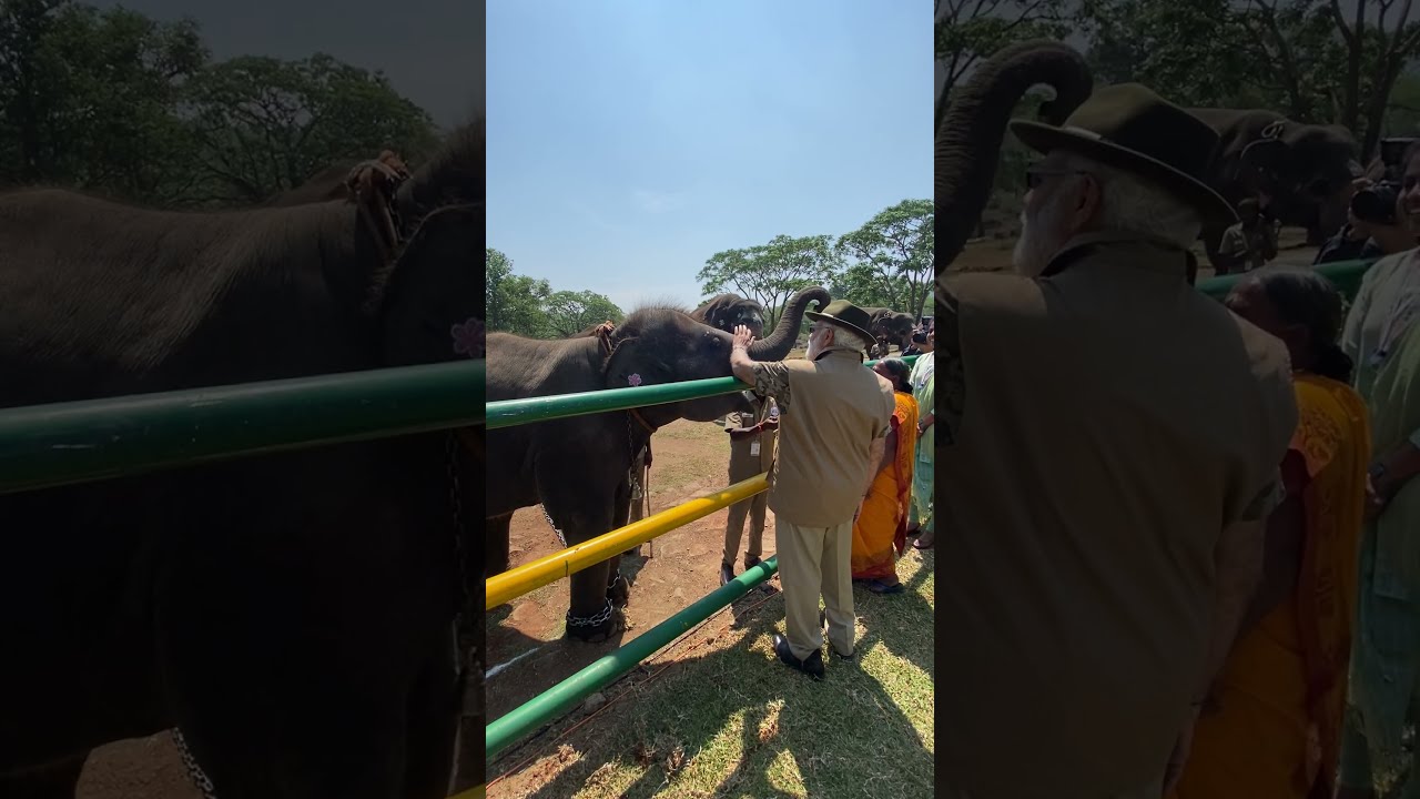 PM Modi Greets His New Friend Watch The Heart Melting Encounter With Elephants In Mudumalai