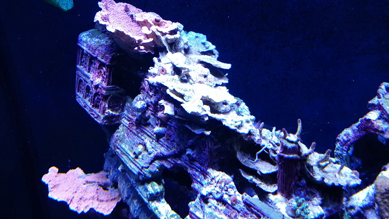 Deltec 2000 reef aquarium.