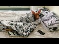 Фараонова собака Pharaoh hound の動画、YouTube動画。