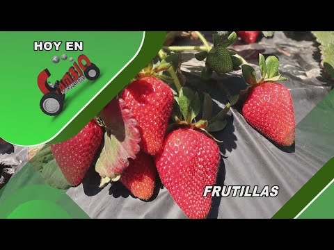 Programa Cambio Agropecuario 1356 . Emisión Nº 052 Ciclo 2023 - Fecha: 30/12/2023