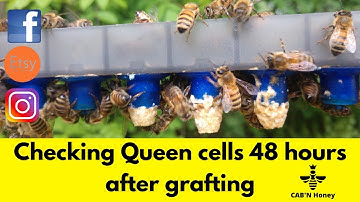 Checking queen cells 48 hours after grafting #Queenrearing #Honeybee #Beekeeper