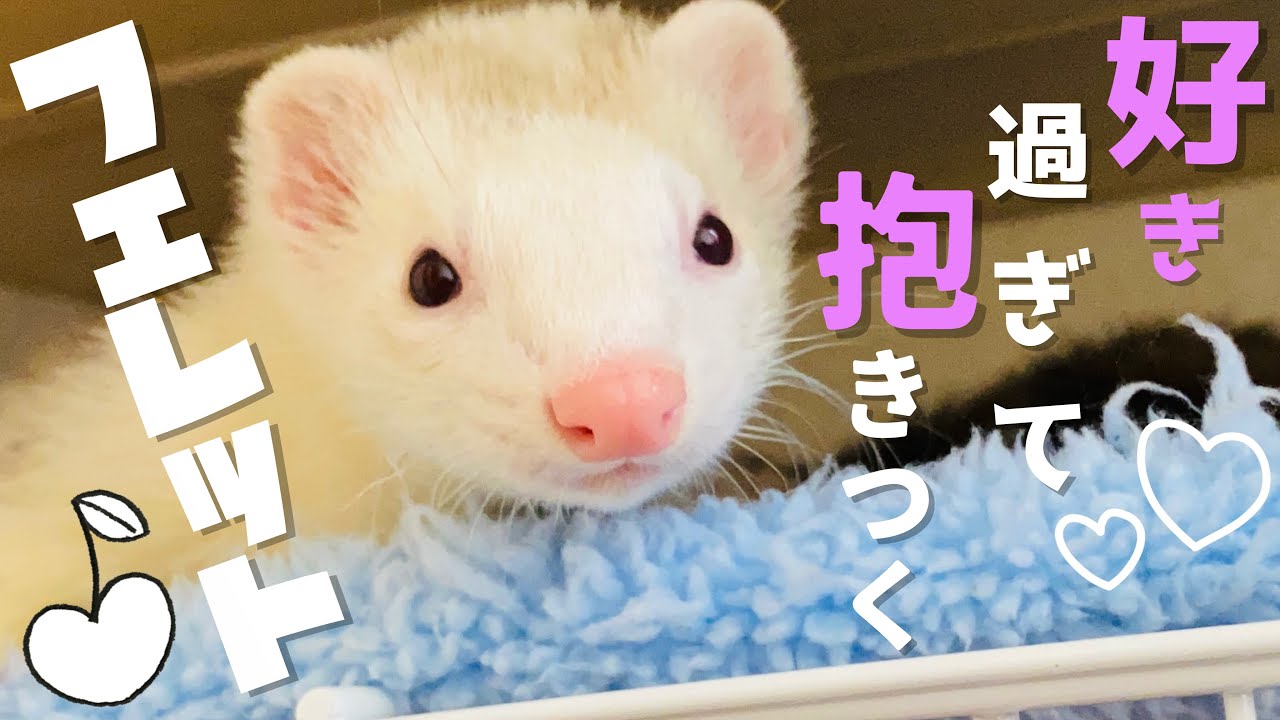 抱きついて離れないフェレットが超可愛すぎる 赤ちゃんフェレット 多頭飼い Youtube