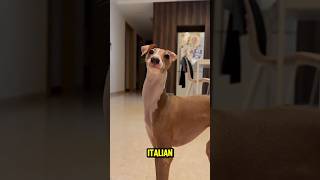 The Italian greyhound #dog #cute #funny