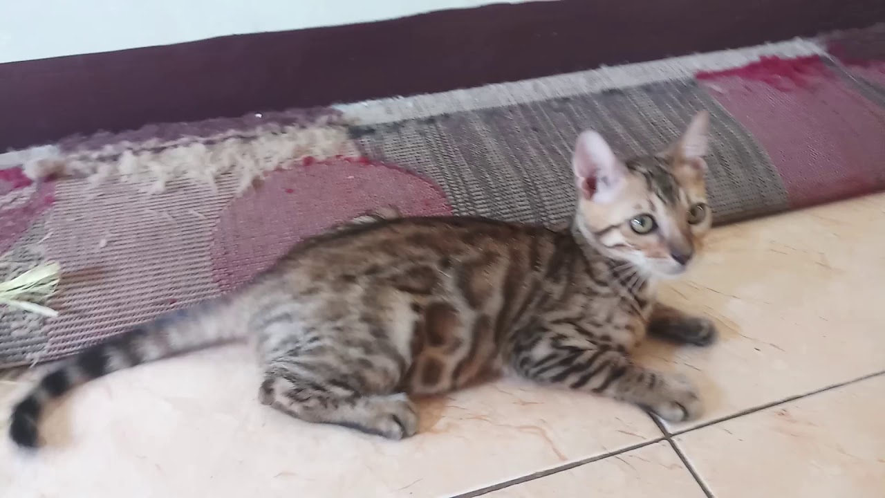 #bengal #kucing Bengal betina nonped usia 3 bulan kusus area bekasi