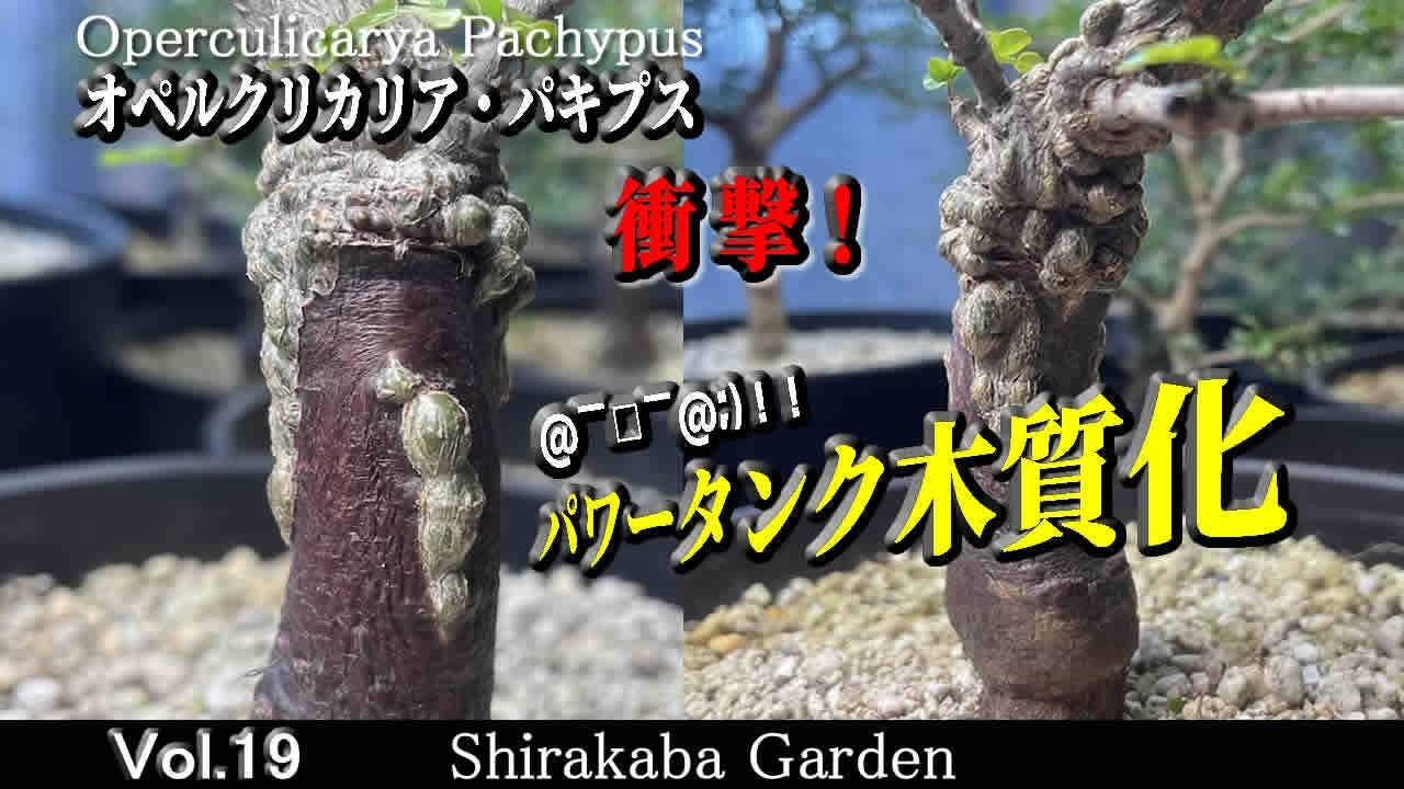 ■根差し株の木質化■オペルクリカリア パキプス Vol.19・デカリー、挿し木、パワータンク木質化、 Operculicarya pachypus・Cultivation by cuttings