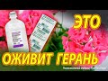 Это ОЖИВИТ ГЕРАНЬ и другие комнатные растения | This will revitalize the geraniums