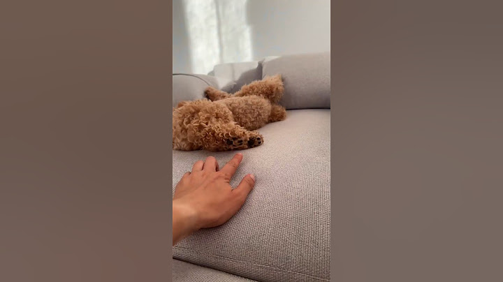 The Secret Cuddle Code, Heartwarming Reunion! #socute #funny #shorts #cutedog #dogmoments