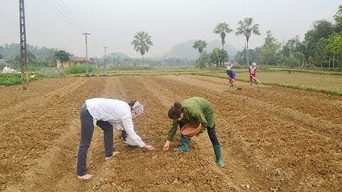 KỸ THUẬT TRỒNG LẠC VÀ CÁCH CHĂM SÓC