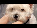 Pet Westie Head Grooming Tutorial