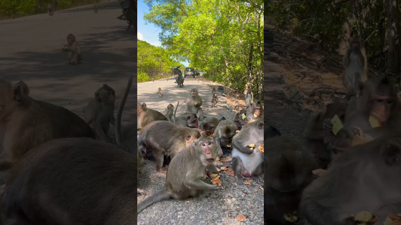 Monkey King's Cake Party looks so wonderful and heartwarming