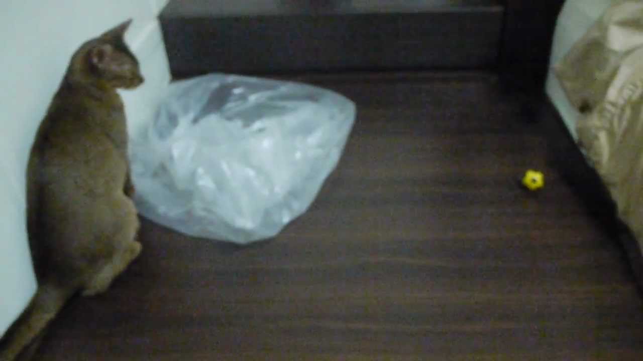 cat chasing ball YouTube