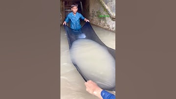 Cá Lớn - bẫy đàn Cá nhỏ bằng tấm vải đơn giản 😱 #khacthuyvlogg