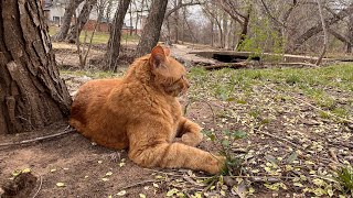 Cat in nature. Relaxing nature sounds of birds, water.