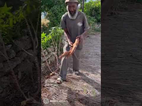 Real Jamaican Country vibes