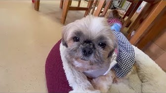 保護犬カフェ天神橋店 Youtube