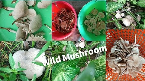 Wild Mushroom(Papah)🍄🍄🍄 kabonau ana veute ahoi mong2 e.1/07/2025