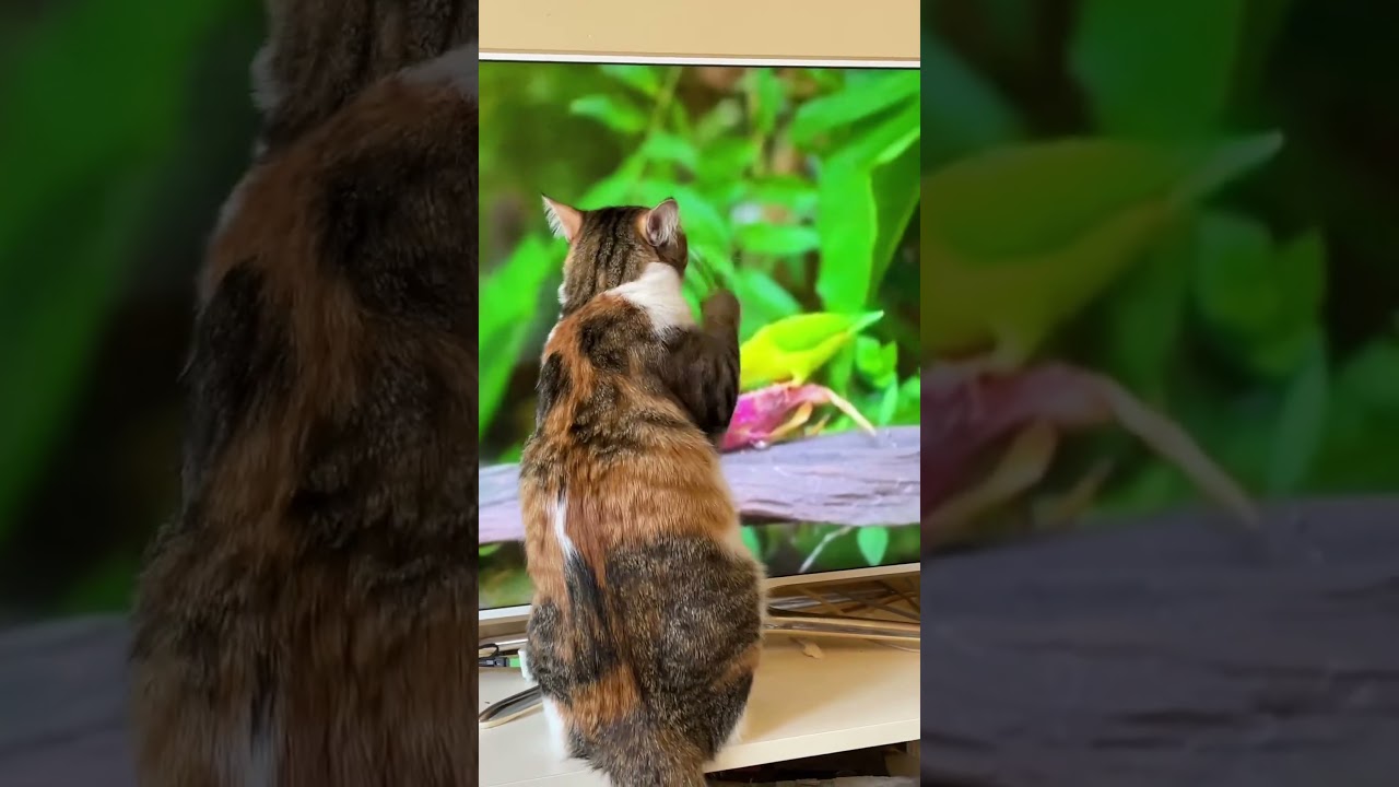 Cat vs. TV Bird 🐾📺 