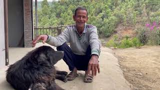Bhotia/Gaddi dog/ Himalayan Mastiff dogs ko Ghee or Honey Kyu nhi dena chaiye ?? by Pankaj Parihar Uttarakhandi 14,760 views 1 year ago 11 minutes, 57 seconds