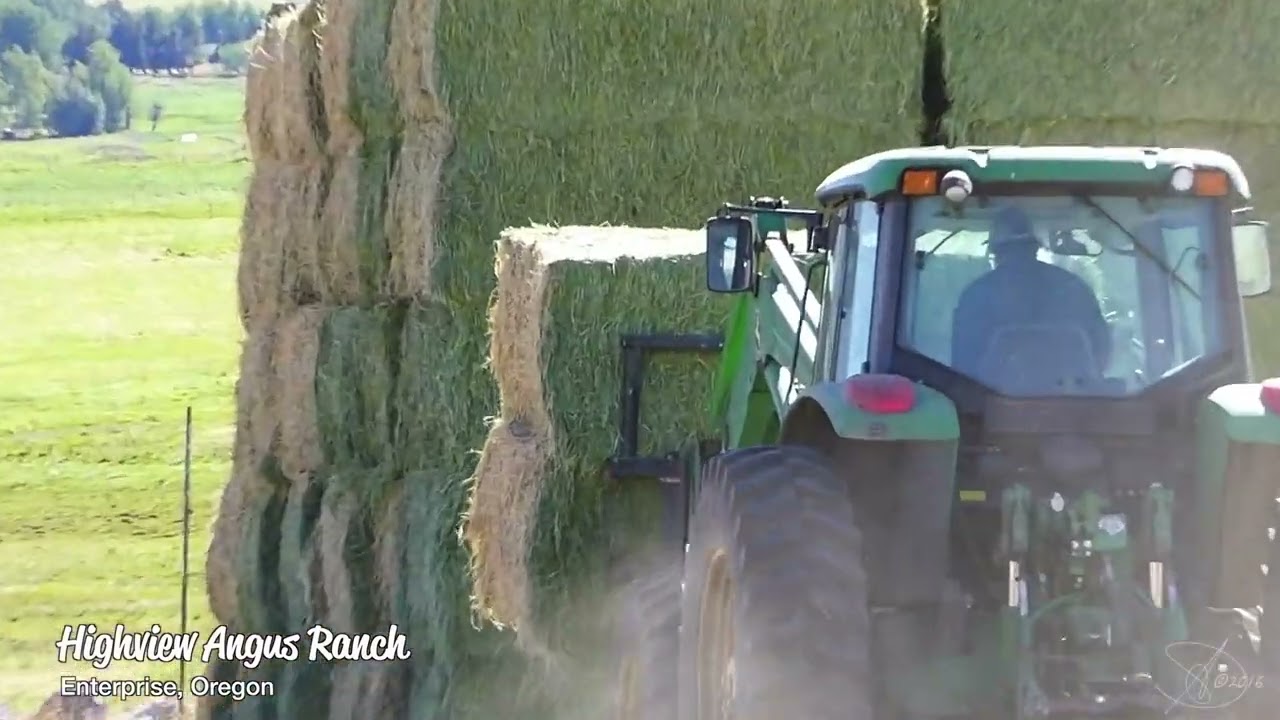 Highview Angus Ranch ~ Getting Hay with Jeff