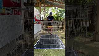 SET UP SQUARE PENS! BACKYARD LEVEL!