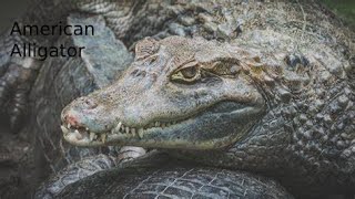 American Alligator facts