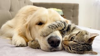 What does a Funny Kitten do when a Golden Retriever Ignores Him (So Funny!!)