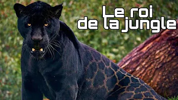 Quelle est la couleur d'un jaguar ?