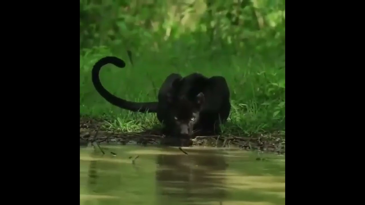 Ghost of the Forest: The Elusive Black Panther Captured  