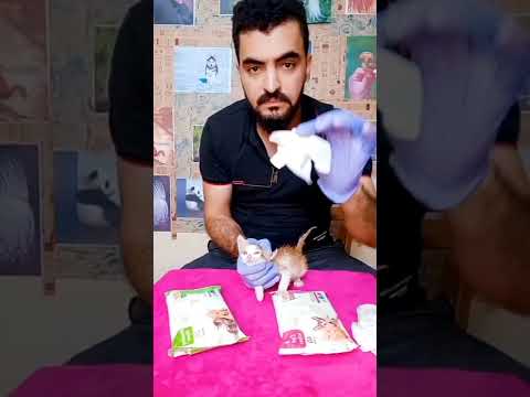 فيديو: كيفية التعرف على القطط الفارسية