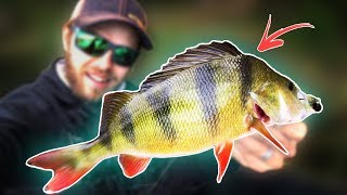 PERCH FISHING from Float Tube (CRAZY ACTION) screenshot 5