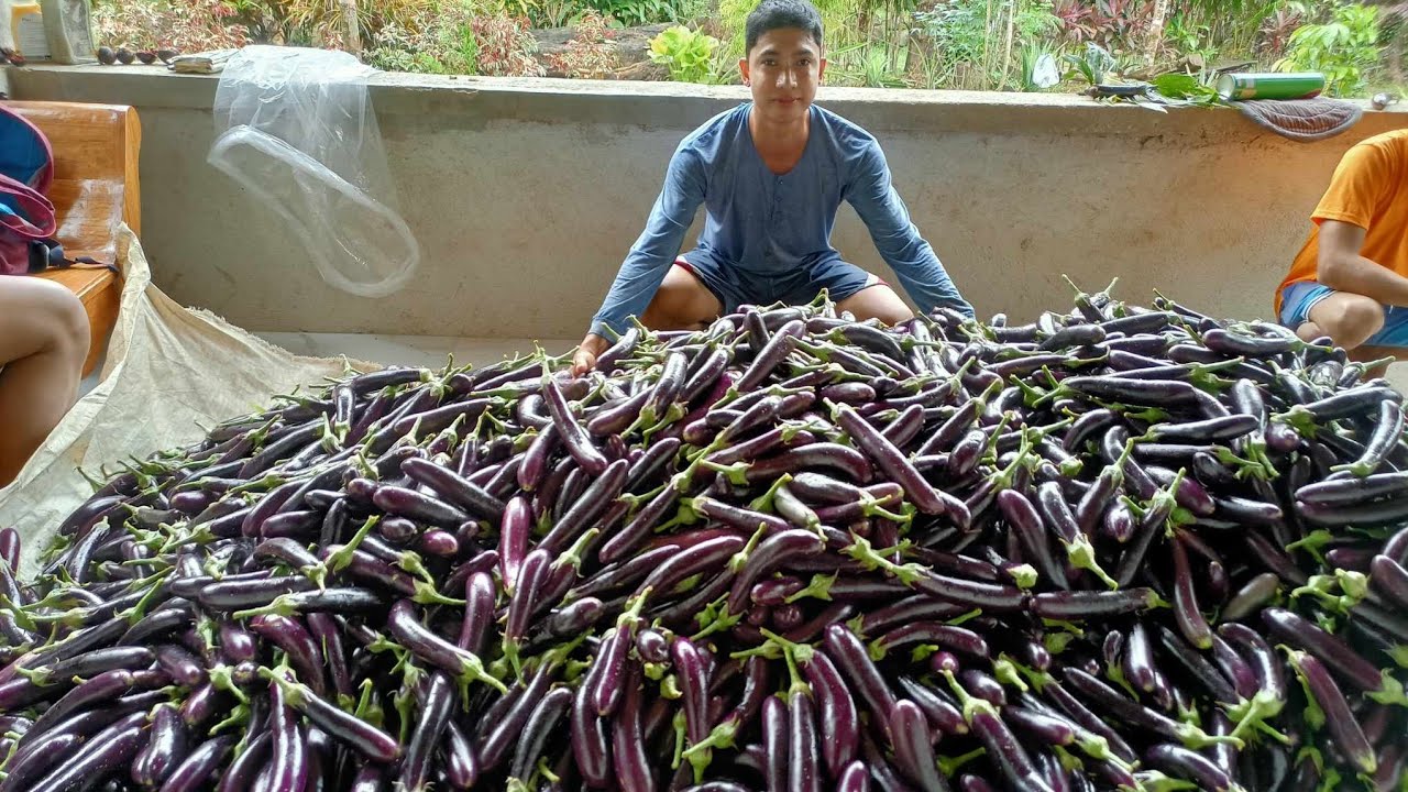 Walang tigil sa pag haharvest ng mga TALONG ni UTOL