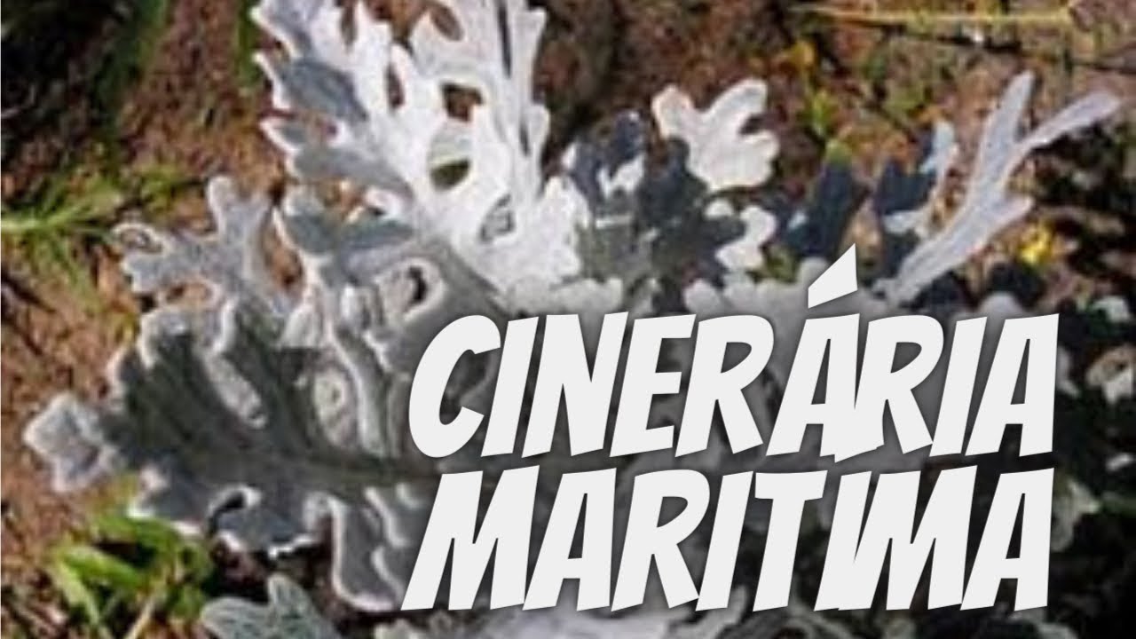 CINERÁRIA MARÍTIMA: como CULTIVAR essa planta no seu jardim