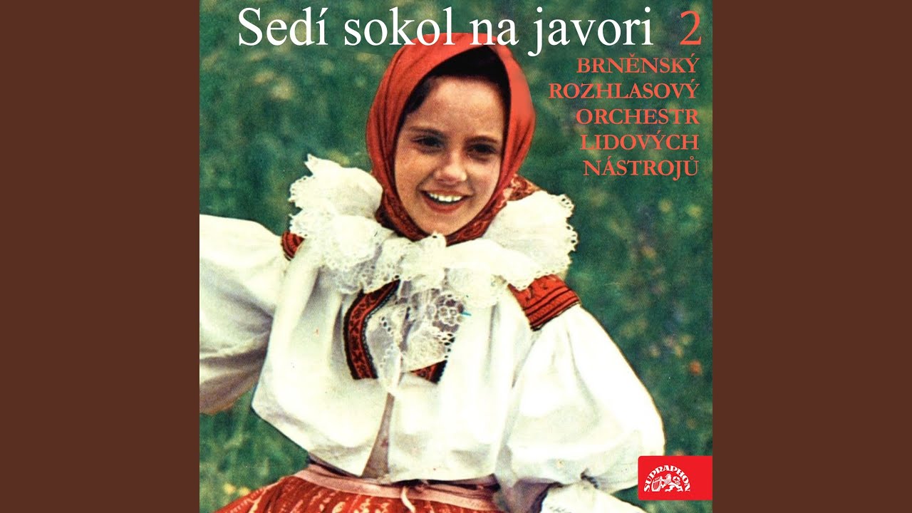 Sedí sokol na javori