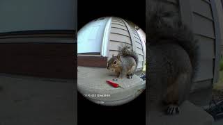 Se Le Quitaron Las Ganas De Volver A Comer Chile O