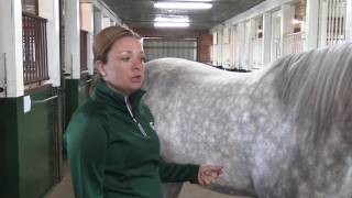 How to Take a Horse’s Respiration Rate