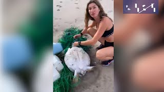 Gisele Bündchen Rescató Una Tortuga En Costa Rica