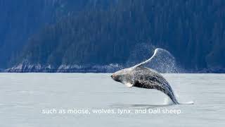 Unveiling the Untold Secrets of Alaska